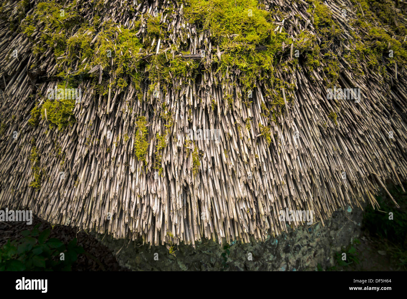 Chiusura del tetto ricoprendo di paglia, REGNO UNITO Foto Stock