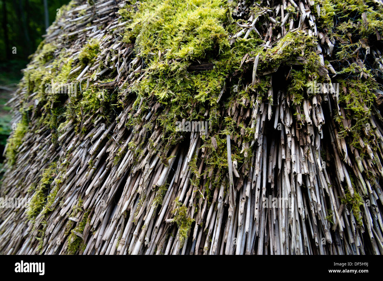 Chiusura del tetto ricoprendo di paglia, REGNO UNITO Foto Stock