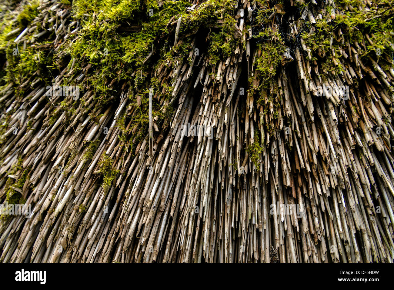 Chiusura del tetto ricoprendo di paglia, REGNO UNITO Foto Stock
