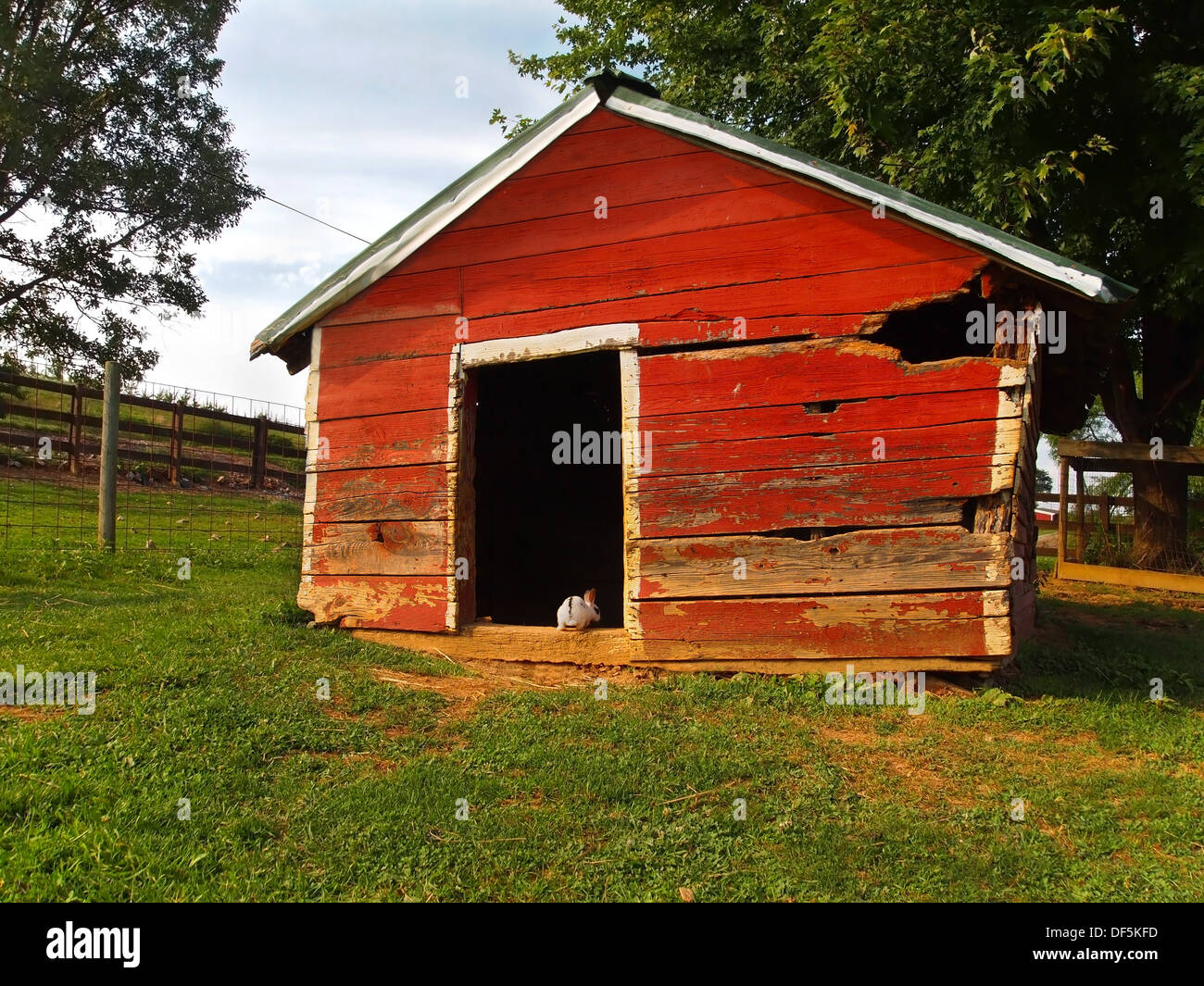 Un coniglietto bianco di coniglio con marcature nere si insinua in un vecchio granaio rosso su una farm. Foto Stock