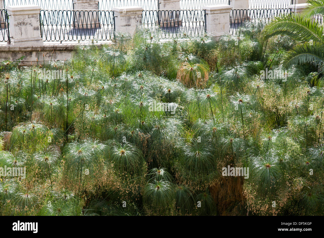 Il papiro Reed dell Aretusa molla, Ortigia Siracusa, Sicilia, Italia Foto Stock