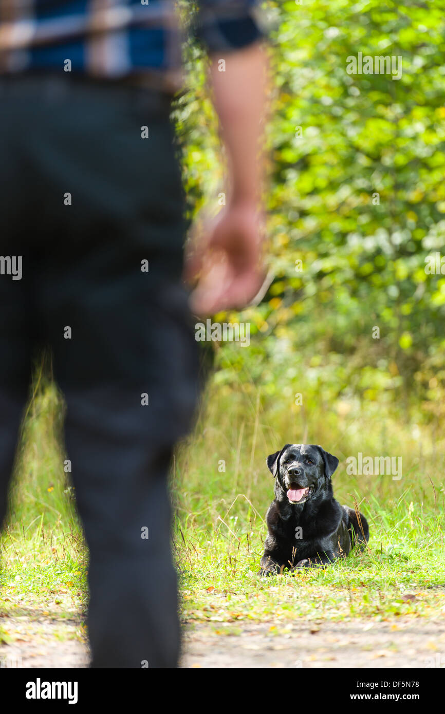 Proprietario del cane i treni il suo labrador retriever, cane sdraiarsi su sfondo, formato verticale Foto Stock Proprietario del cane i treni il suo labrador retriever, cane sdraiarsi su sfondo, formato verticale Foto Stock