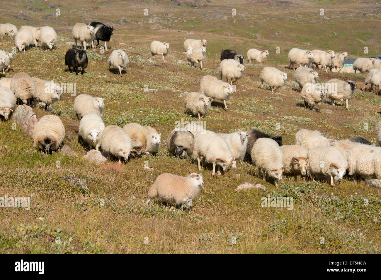 La Groenlandia, Erik il fiordo, Qassiarsuk, Brattahlid. Ovini locali sentito, la principale fonte di reddito della Comunità. Foto Stock