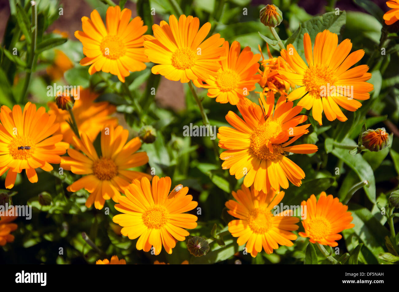 Calendula erba medica Calendula fiori in prato estivo Foto Stock