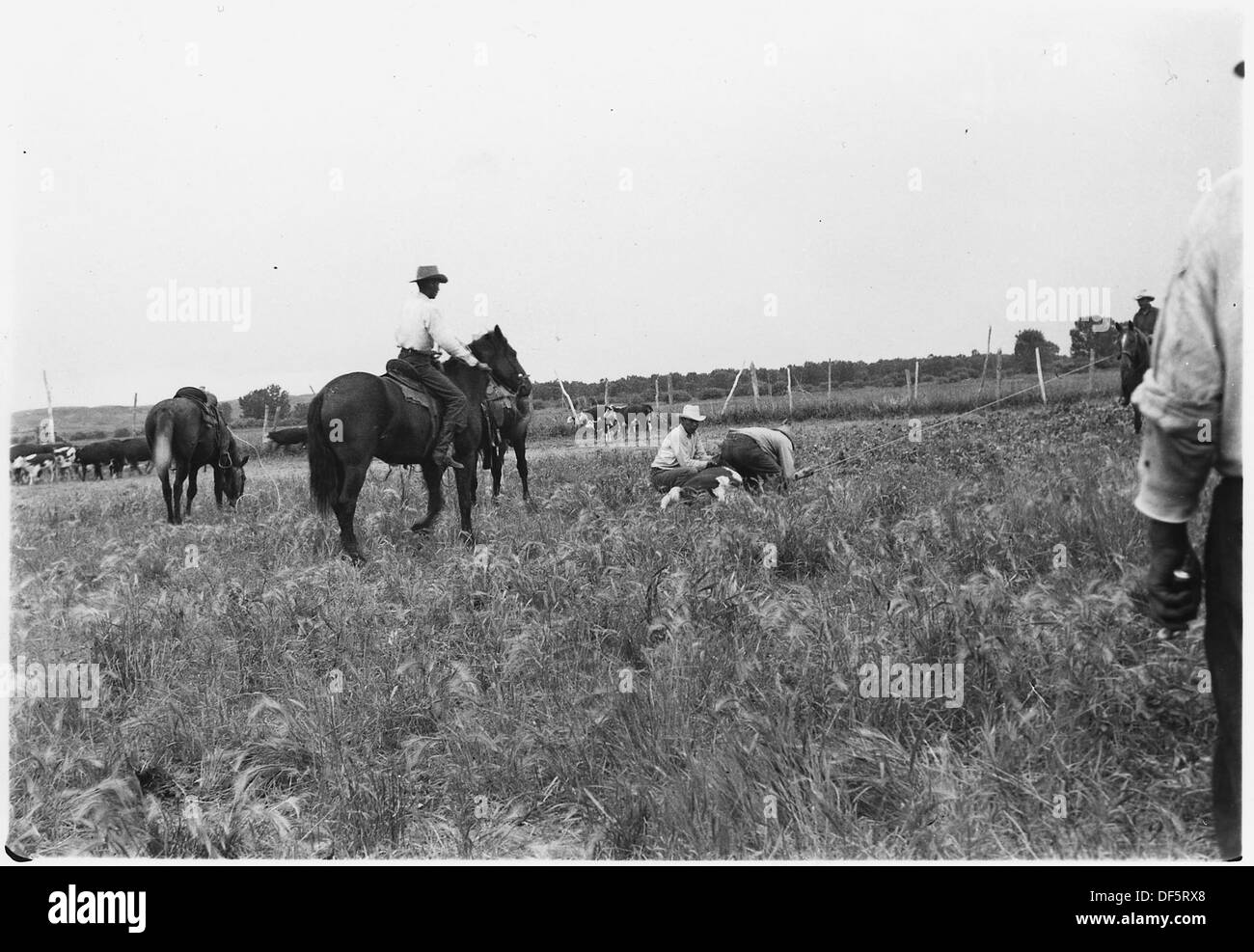 Cowboys indiano di lavoro 285306 bovini Foto Stock