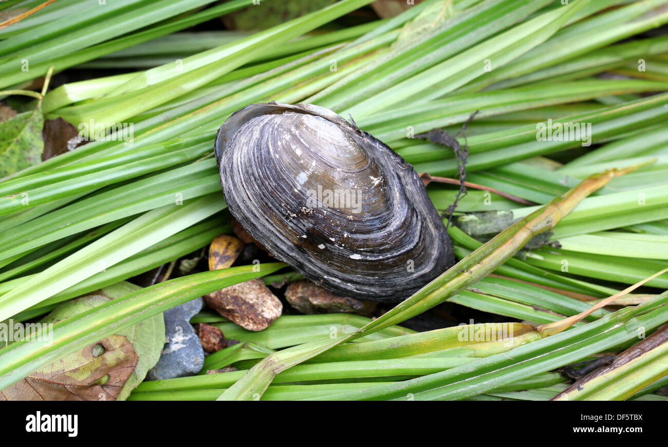 Il bacino del fiume giace sull'erba sedge Foto Stock