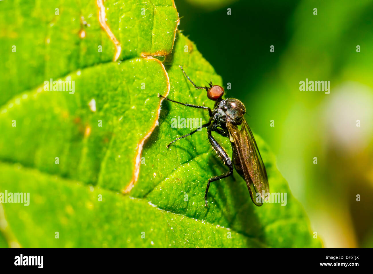 Ritratto di una foresta fly Foto Stock