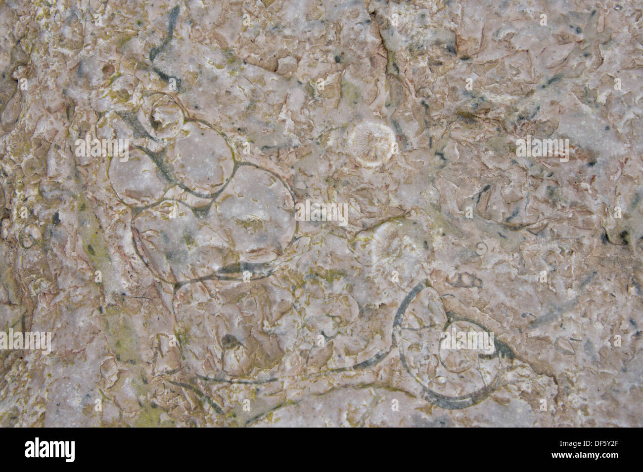 Canada Artico arcipelago, Nunavut, Isola Akpatok, Regione Qikiqtaaluk. Impressione di fossili preistorici. Foto Stock