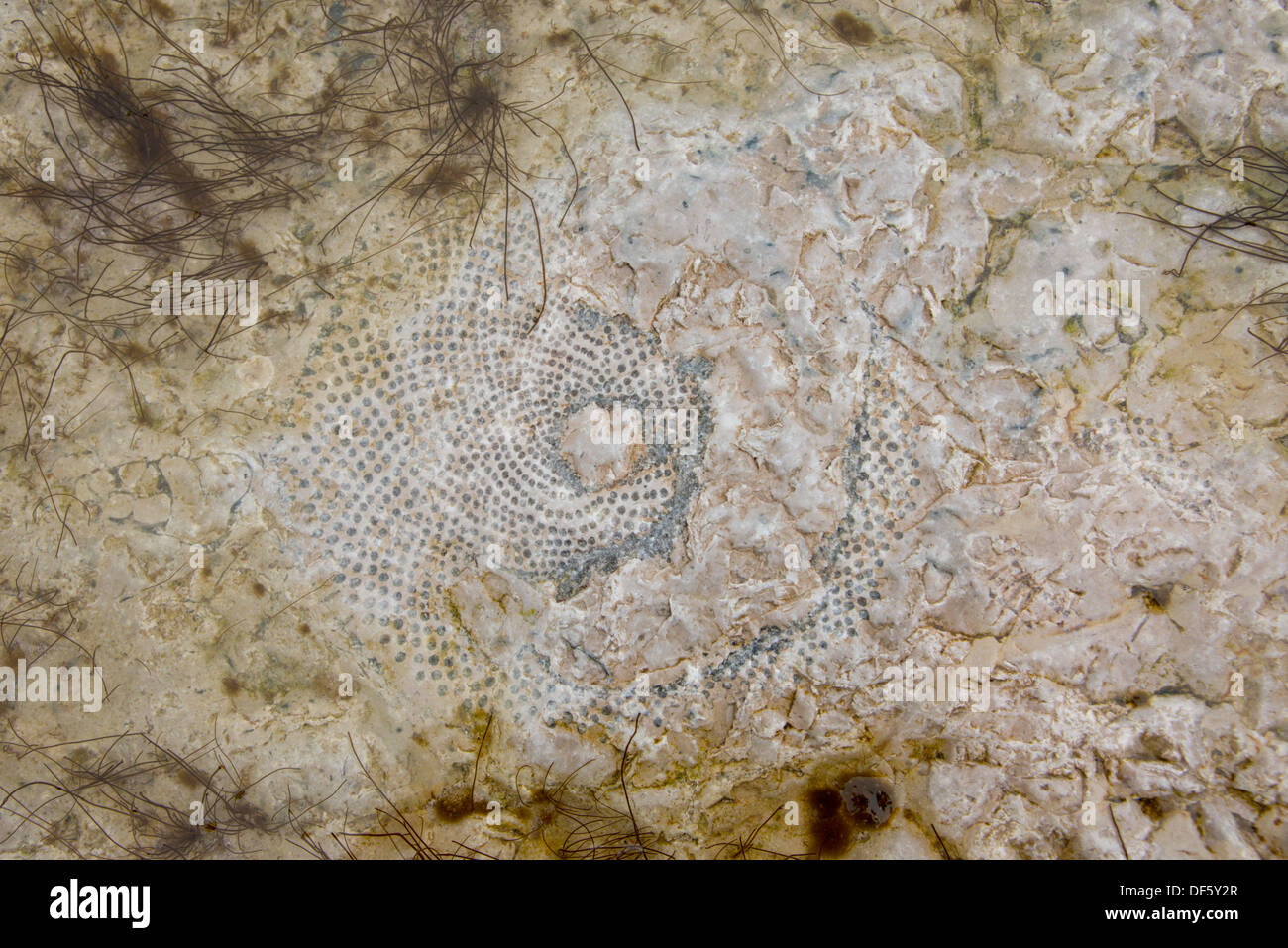 Canada Artico arcipelago, Nunavut, Isola Akpatok, Regione Qikiqtaaluk. Impressione di fossili preistorici. Foto Stock