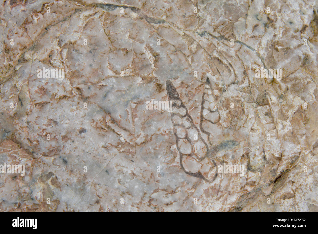 Canada Artico arcipelago, Nunavut, Isola Akpatok, Regione Qikiqtaaluk. Impressione di fossili preistorici. Foto Stock