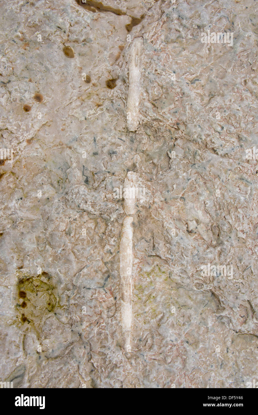 Canada Artico arcipelago, Nunavut, Isola Akpatok, Regione Qikiqtaaluk. Impressione di fossili preistorici. Foto Stock