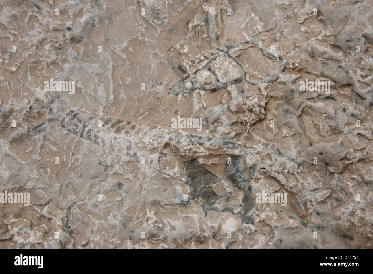 Canada Artico arcipelago, Nunavut, Isola Akpatok, Regione Qikiqtaaluk. Impressione di fossili preistorici. Foto Stock