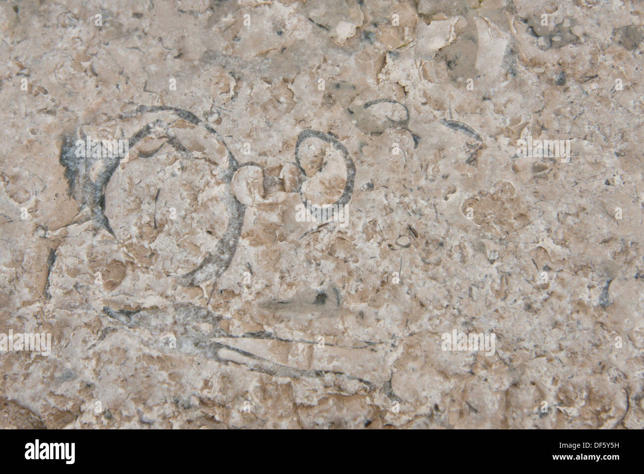 Canada Artico arcipelago, Nunavut, Isola Akpatok, Regione Qikiqtaaluk. Impressione di fossili preistorici. Foto Stock