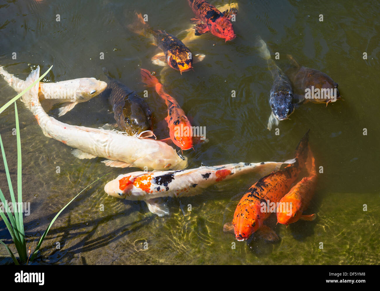 Una varietà di pesci Koi in un giardino tropicale sul laghetto. Foto Stock