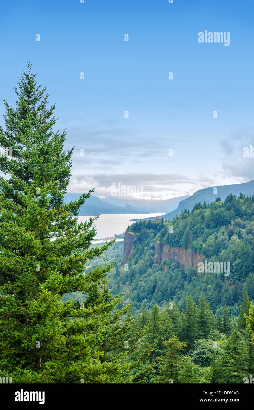 Tall Pine Tree che domina il Columbia River Gorge in Oregon Foto Stock