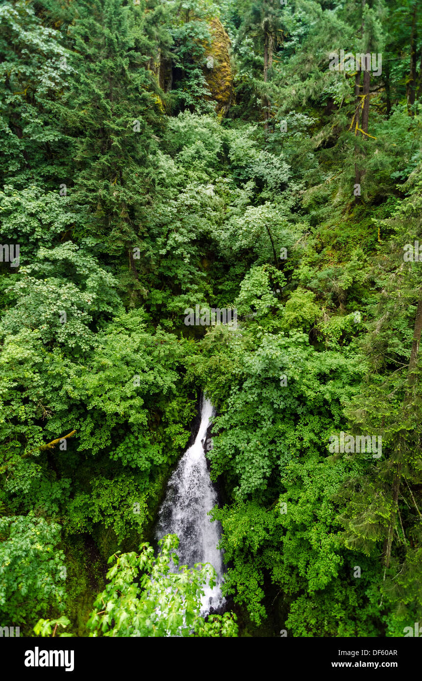 Cascata in Oregon cadere attraverso una bellissima foresta verde lussureggiante Foto Stock