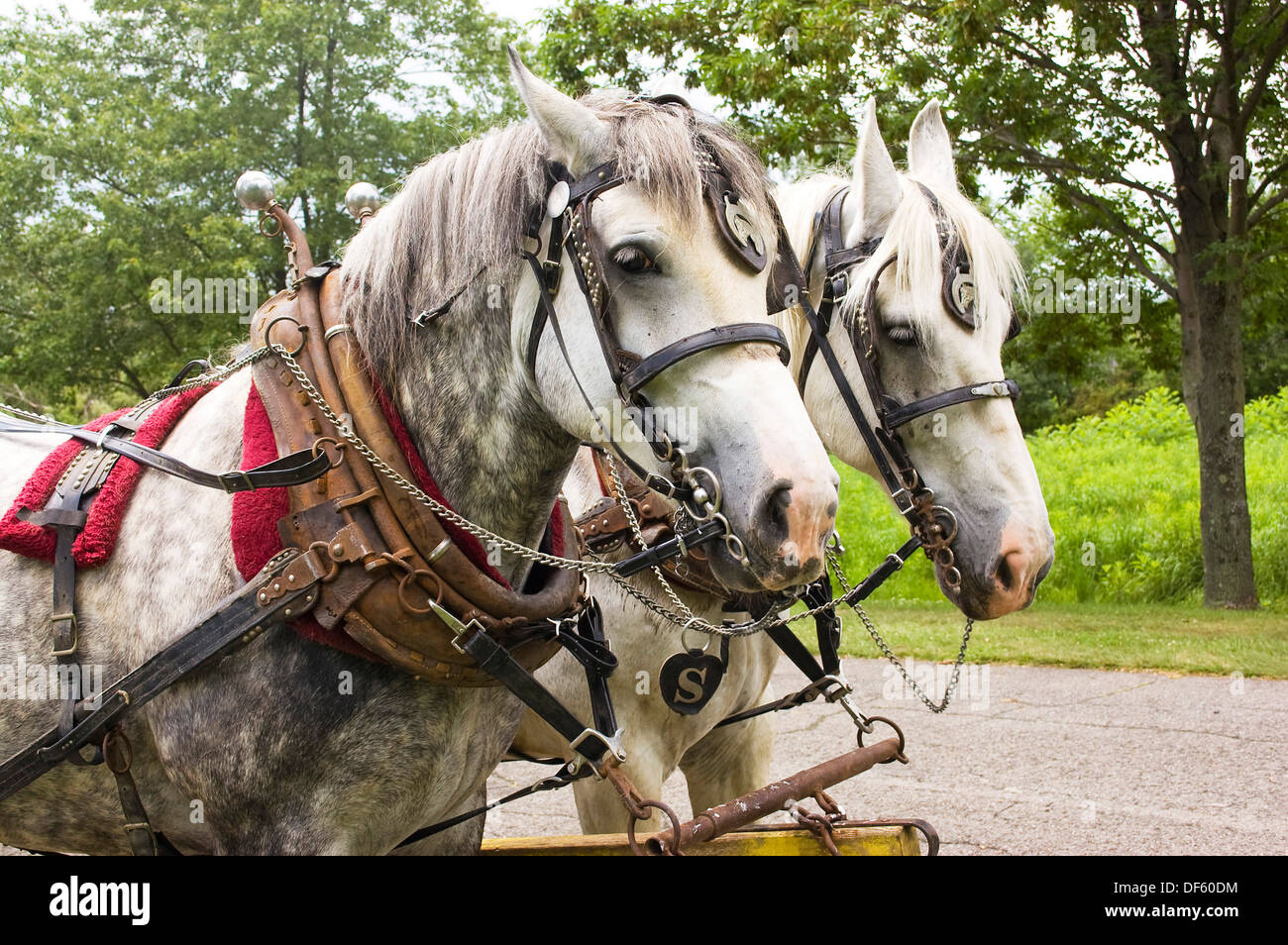 Colline punteggiano il team grigio di Percheron cavalli da lavoro nel sistema di cavi accanto alla strada di campagna Foto Stock