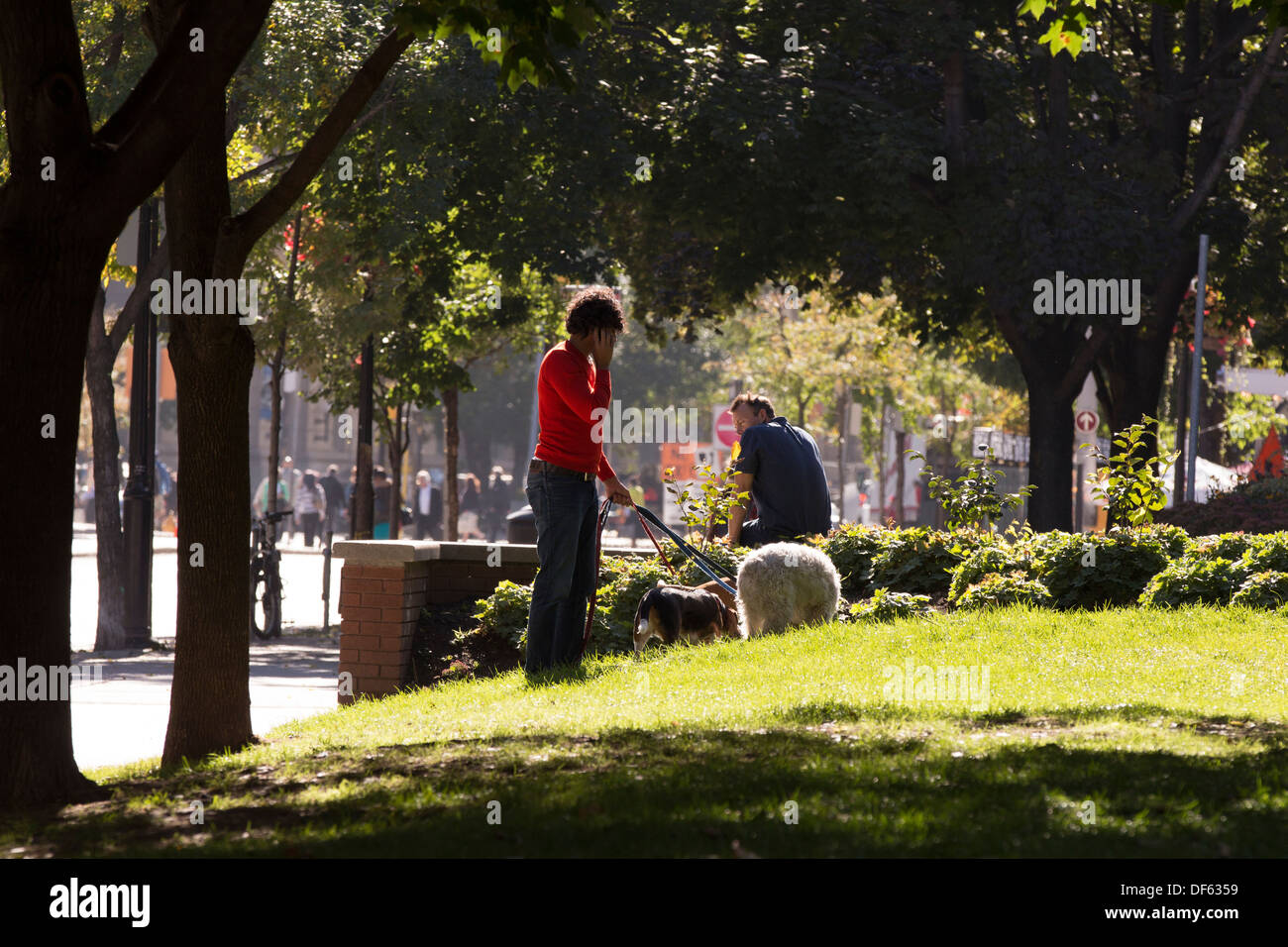Uomo che cammina con 3 cani mentre parlano al telefono cellulare in Berczy Park di Toronto Foto Stock