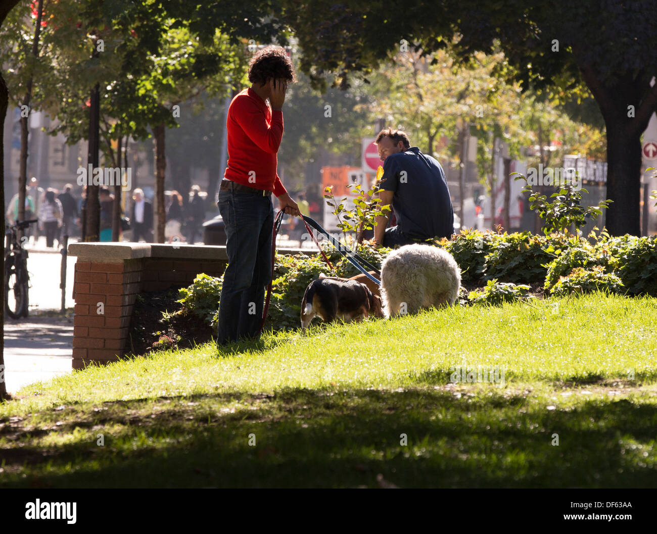 Uomo che cammina 3 cani mentre parlano al telefono cellulare in Berczy Park nel centro cittadino di Toronto. Foto Stock