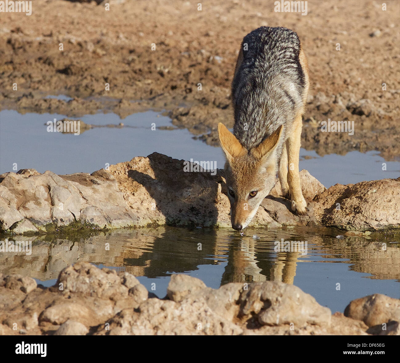 La parte posteriore in nero Jackal acqua potabile a waterhole Foto Stock
