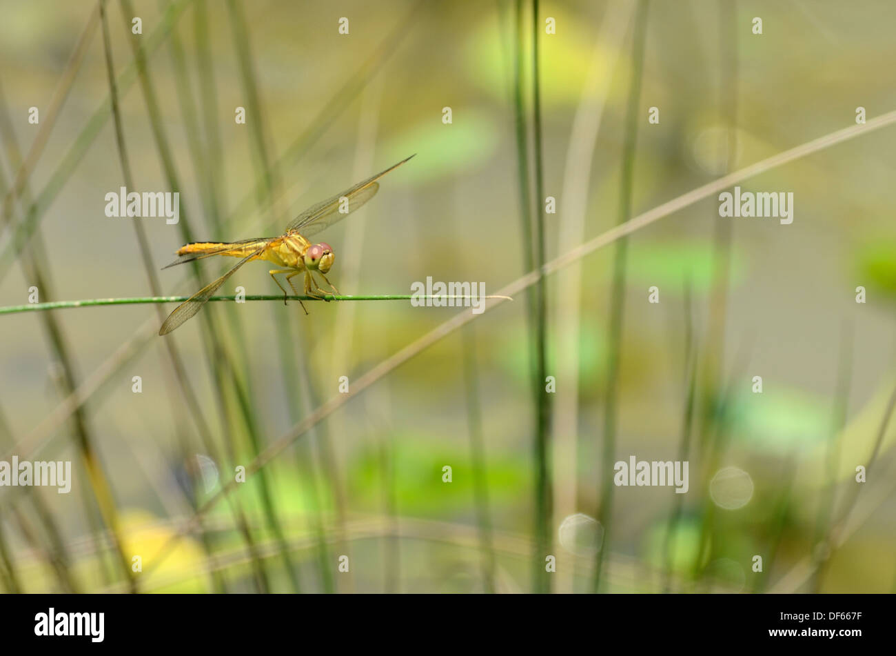 Dragonfly siede sulla canna di palude Foto Stock