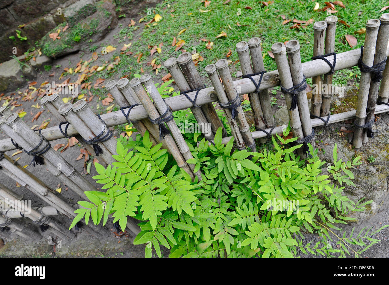 Tagliare il bambù utilizzato come materiale di costruzione a da un piccolo giardino recinto. Foto Stock