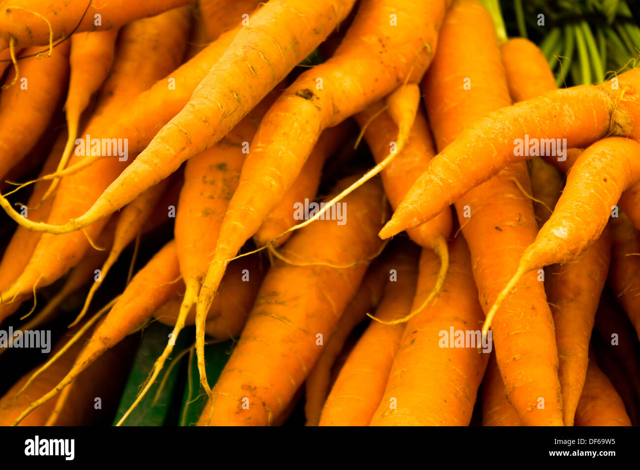 Mazzo di carote fresche Foto Stock