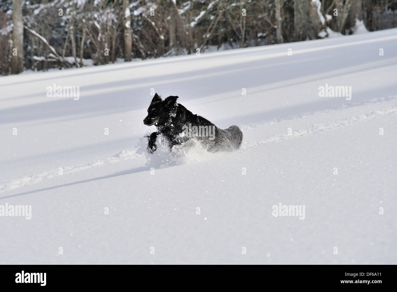Cane nero che delimita attraverso la neve profonda Foto Stock
