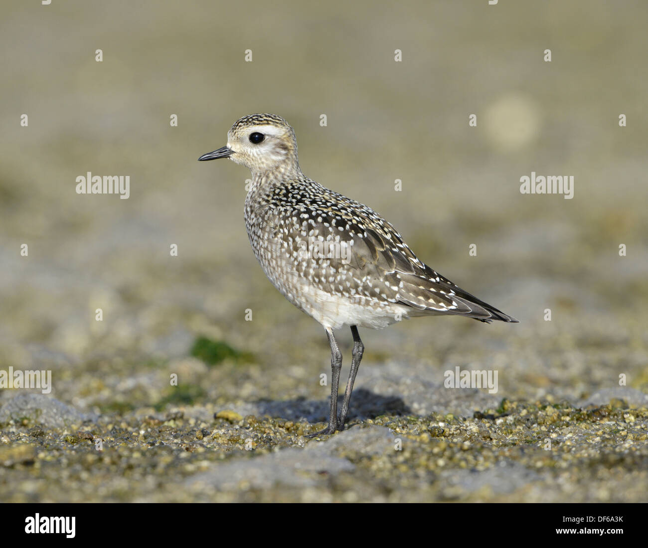 American Golden Plover - Pluvialis dominica Foto Stock