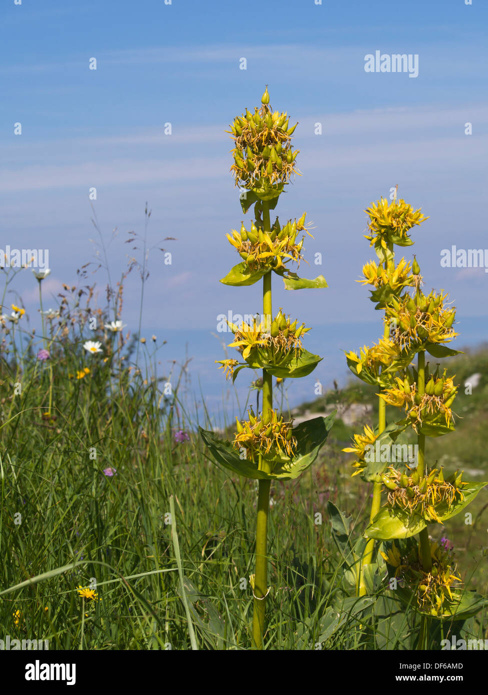Di fiori alpini, ingrediente di Angostura bitter, Gentiana lutea o grande Genziana nelle Alpi Svizzere Foto Stock