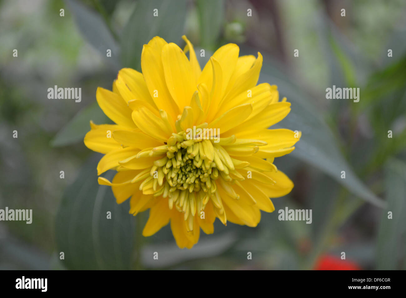 fiore giallo Foto Stock