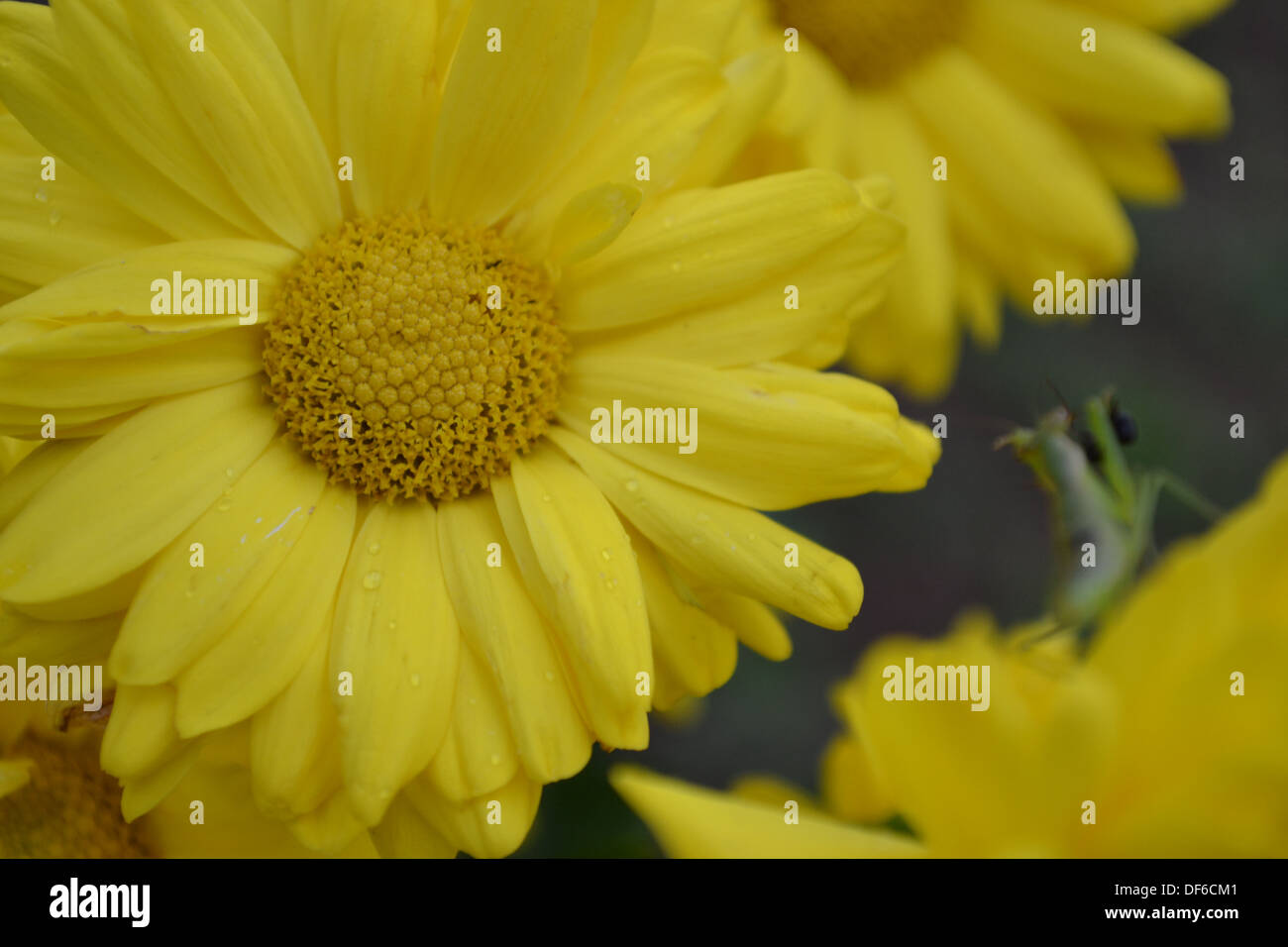 fiore giallo Foto Stock