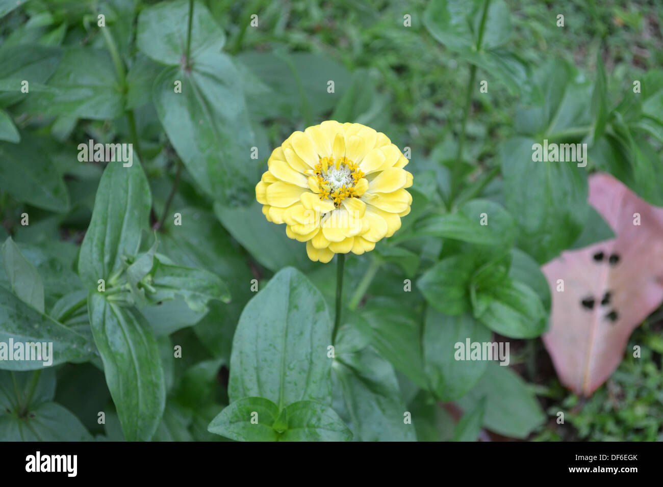 fiore giallo Foto Stock