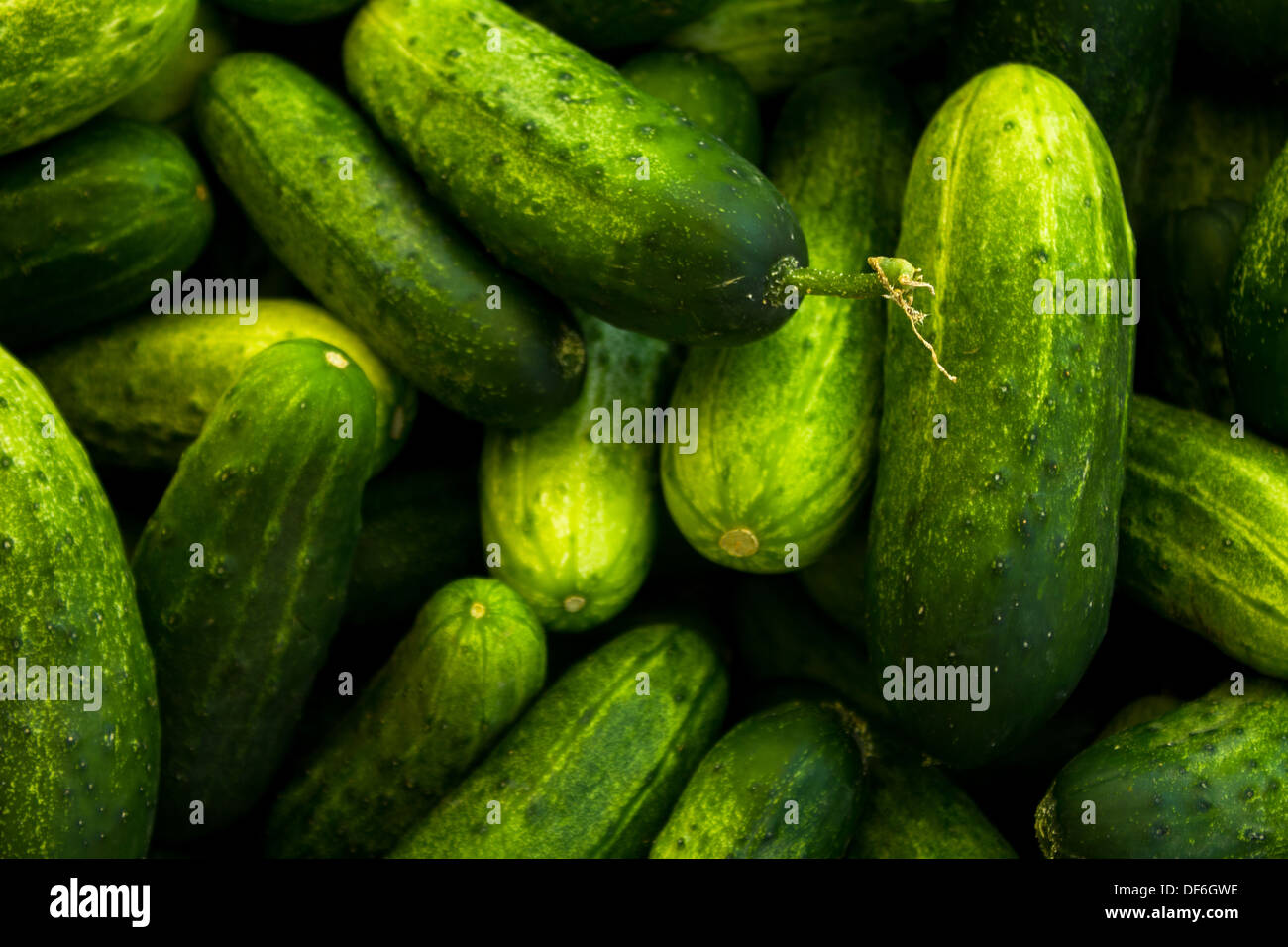 Grappolo di piccole zucchine Foto Stock