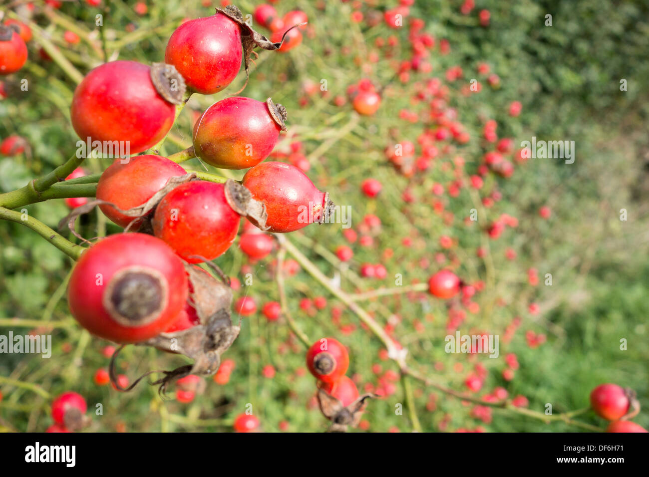 Cane selvatico di Rosa Mosqueta bacche Foto Stock