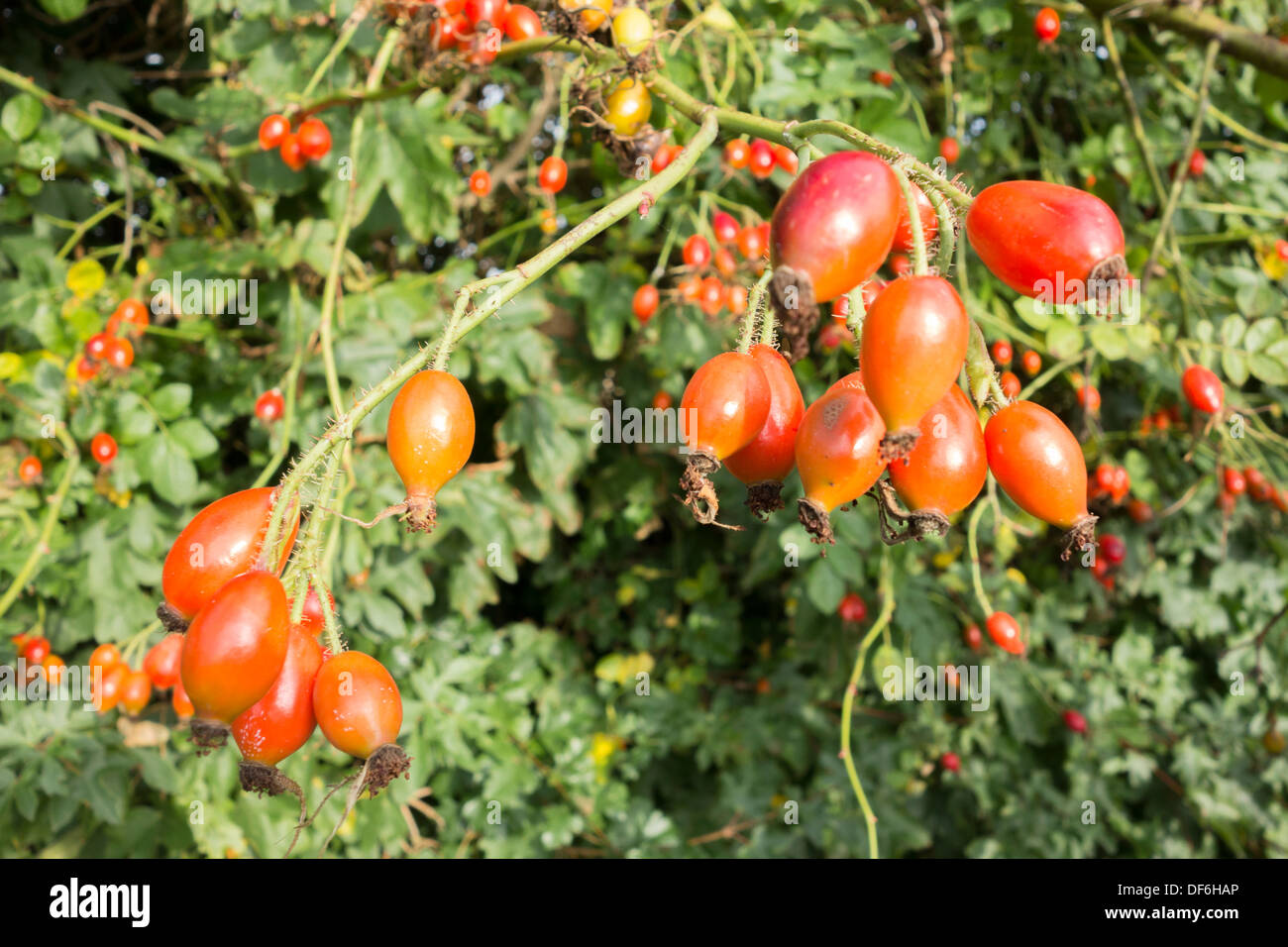 Cane selvatico di Rosa Mosqueta bacche Foto Stock