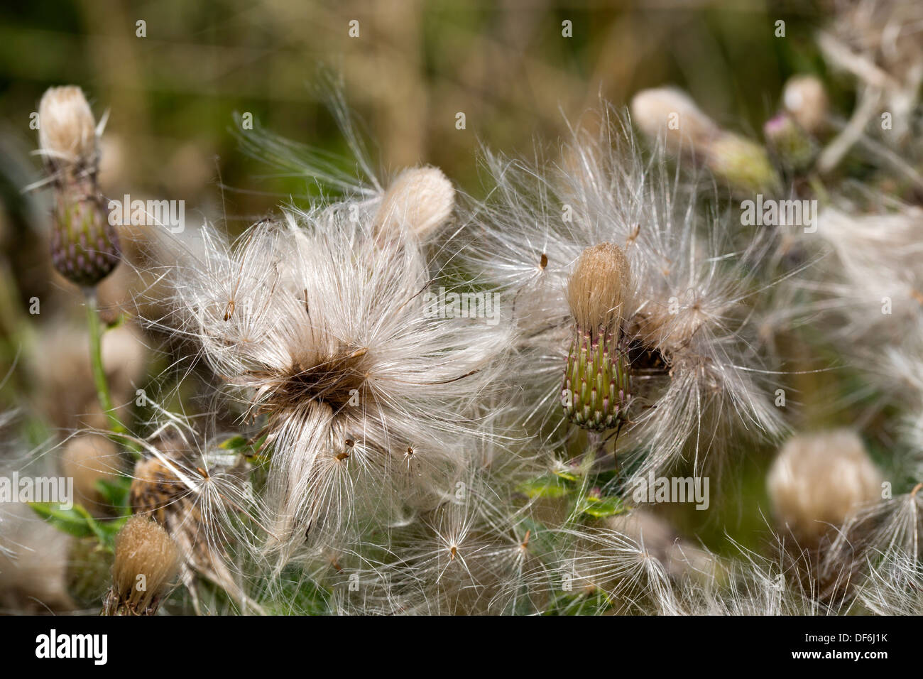 Thistle Teste di seme; Regno Unito Foto Stock