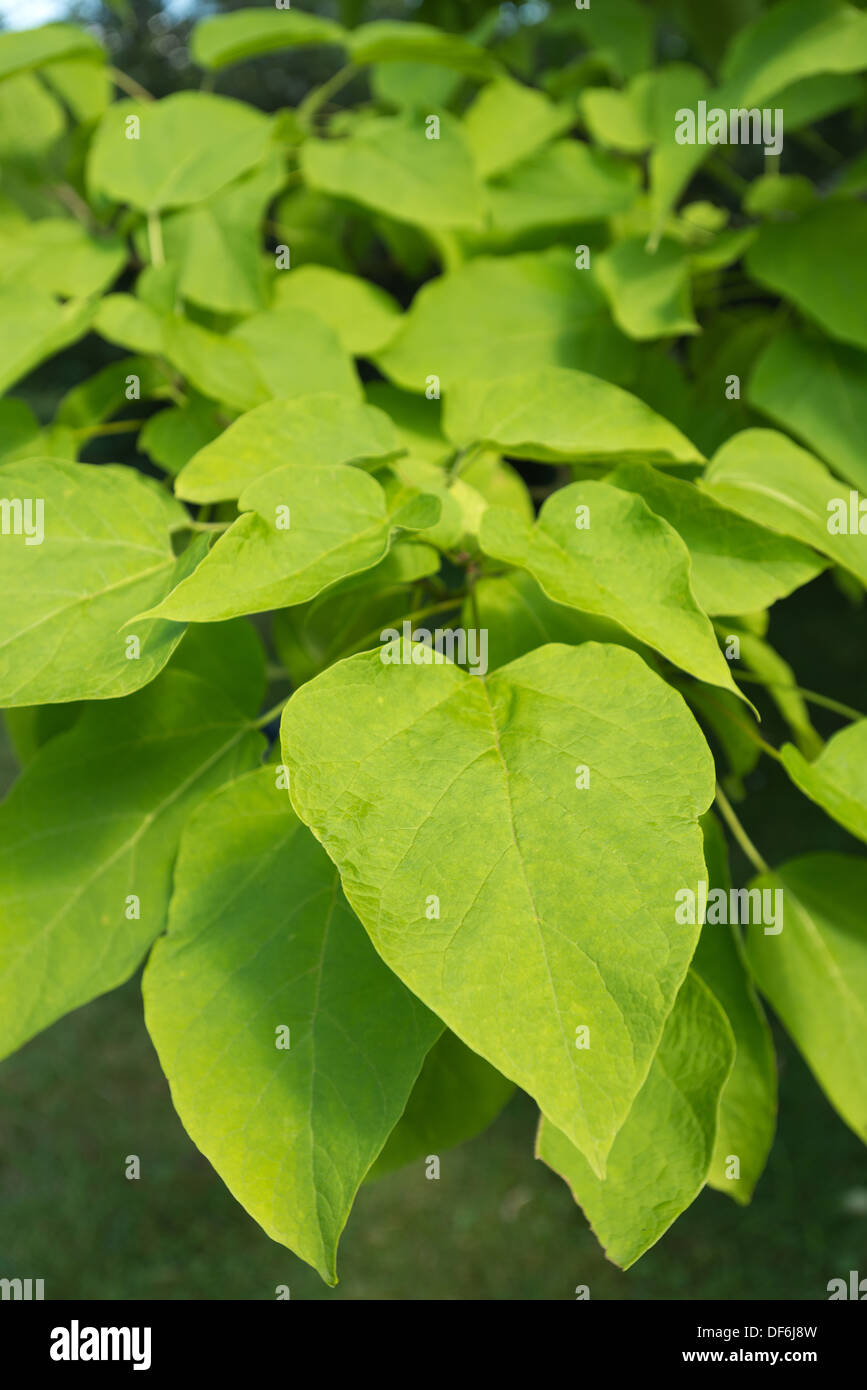 Catalpa ornamentali speciosa northern hardy western catalpa albero di sigari con grandi foglie Foto Stock