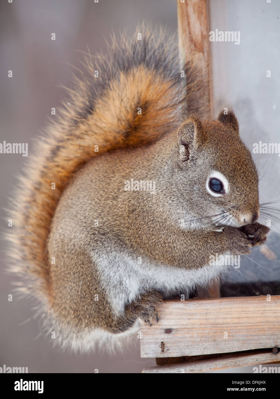 Un simpatico american scoiattolo rosso (Tamiasciurus hudsonicus) scorrerie di un uccello alimentatore per un pasto durante l'inverno. Foto Stock