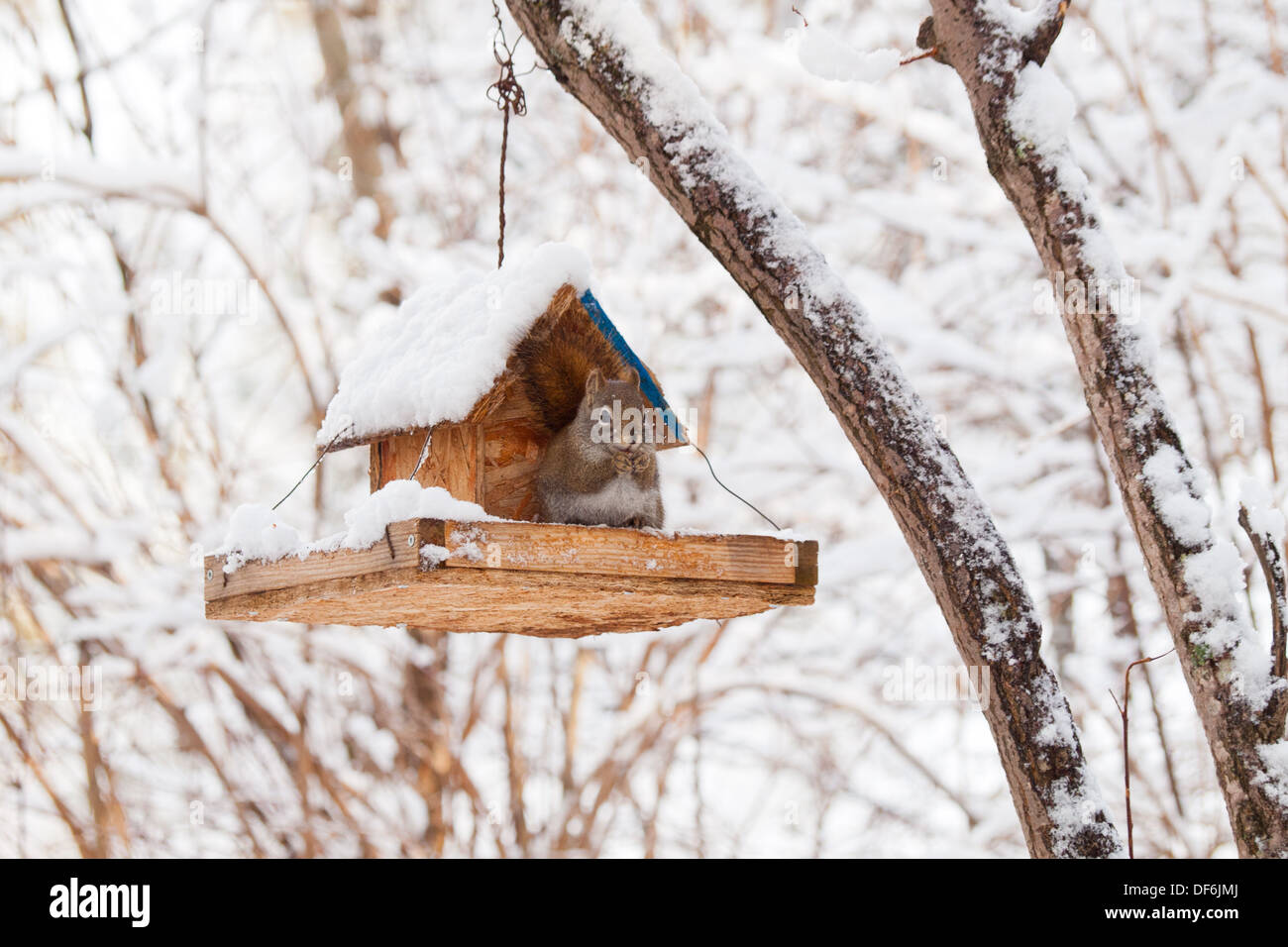 Un simpatico american scoiattolo rosso (Tamiasciurus hudsonicus) scorrerie di un uccello alimentatore per uno spuntino dopo una nevicata in inverno. Foto Stock