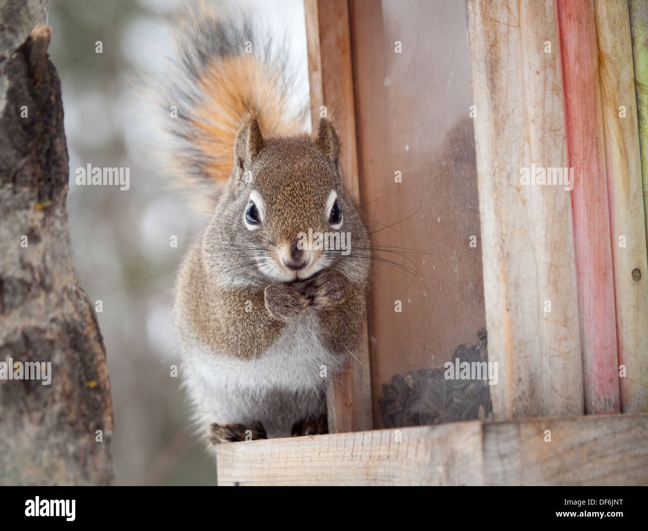 Un simpatico american scoiattolo rosso (Tamiasciurus hudsonicus) scorrerie di un uccello alimentatore per un pasto durante l'inverno. Foto Stock