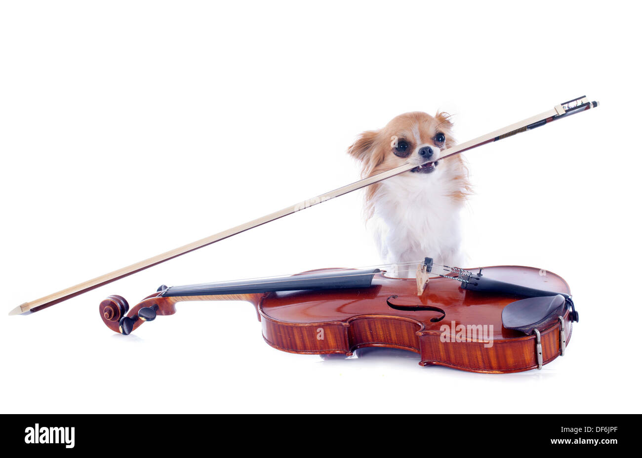 Bella violino e chihuahua isolato su uno sfondo bianco Foto Stock