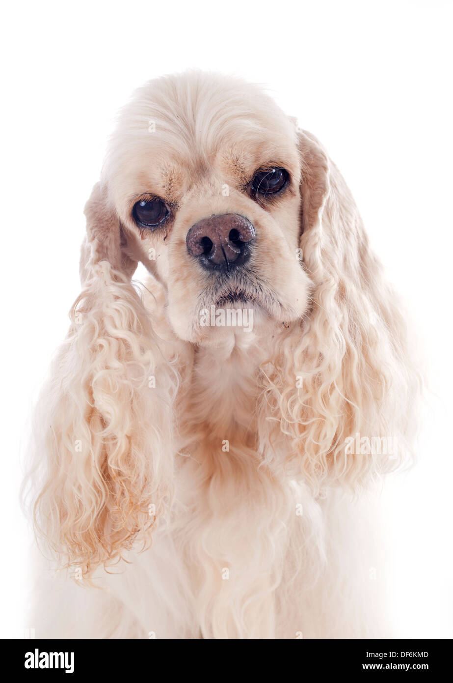 American cocker spaniel davanti a uno sfondo bianco Foto Stock