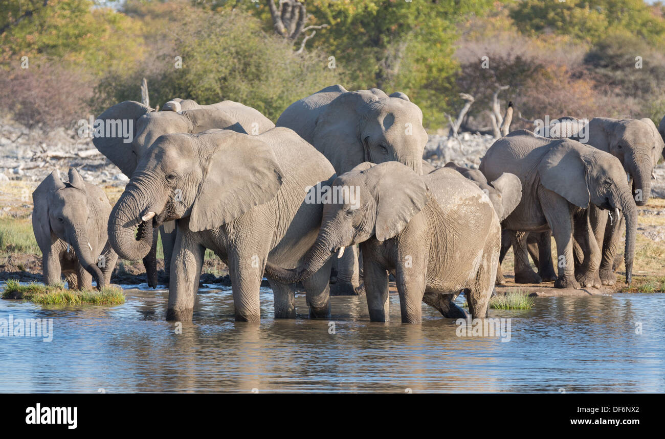 Elefanti in Etosha Foto Stock