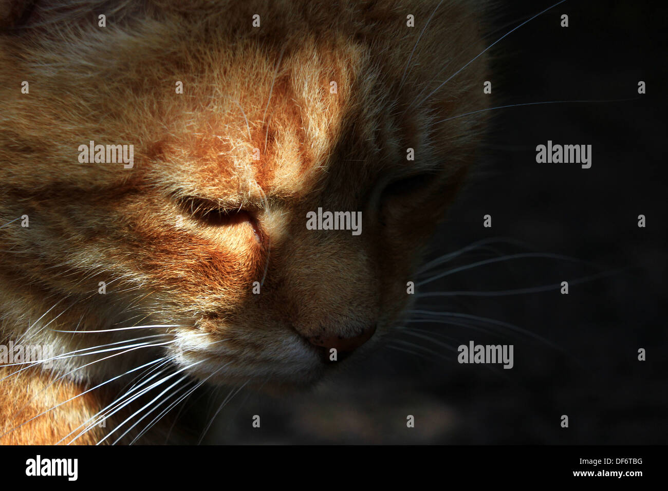 Close-up di zenzero cat in ombra Foto Stock