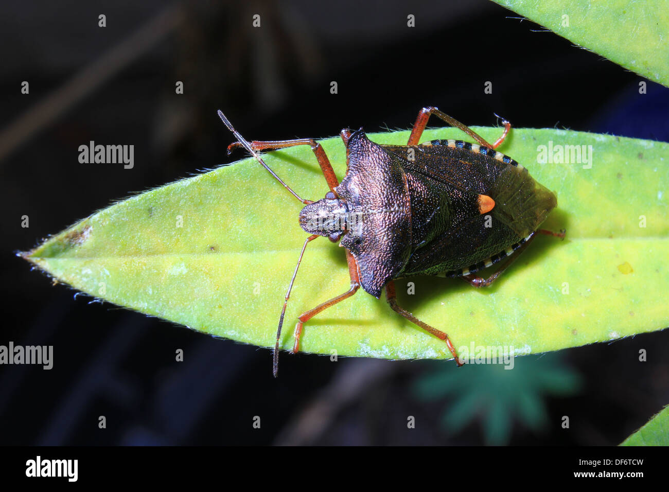 Red-gambe bug di protezione Pentatoma rufipes Foto Stock