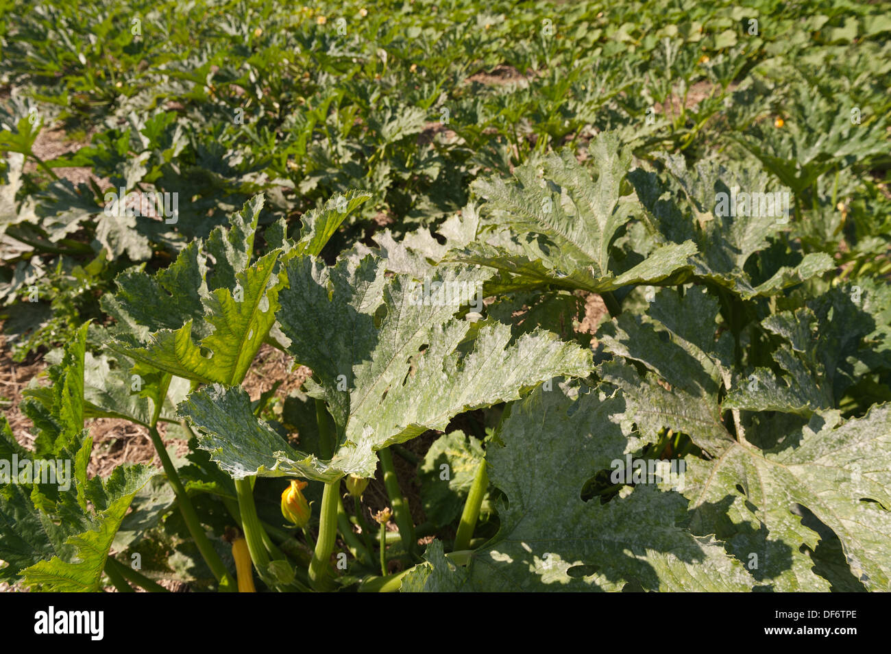 La maturazione del midollo in ultimi raggi di sole di estate maturazione del raccolto nascosto sotto una massa di foglie di protezione nel campo Foto Stock