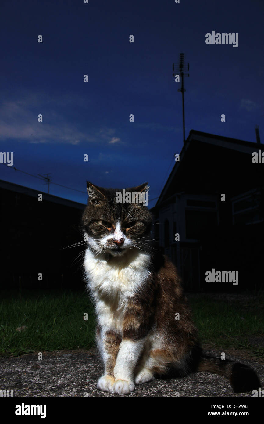 Gatto nel giardino di notte Foto Stock