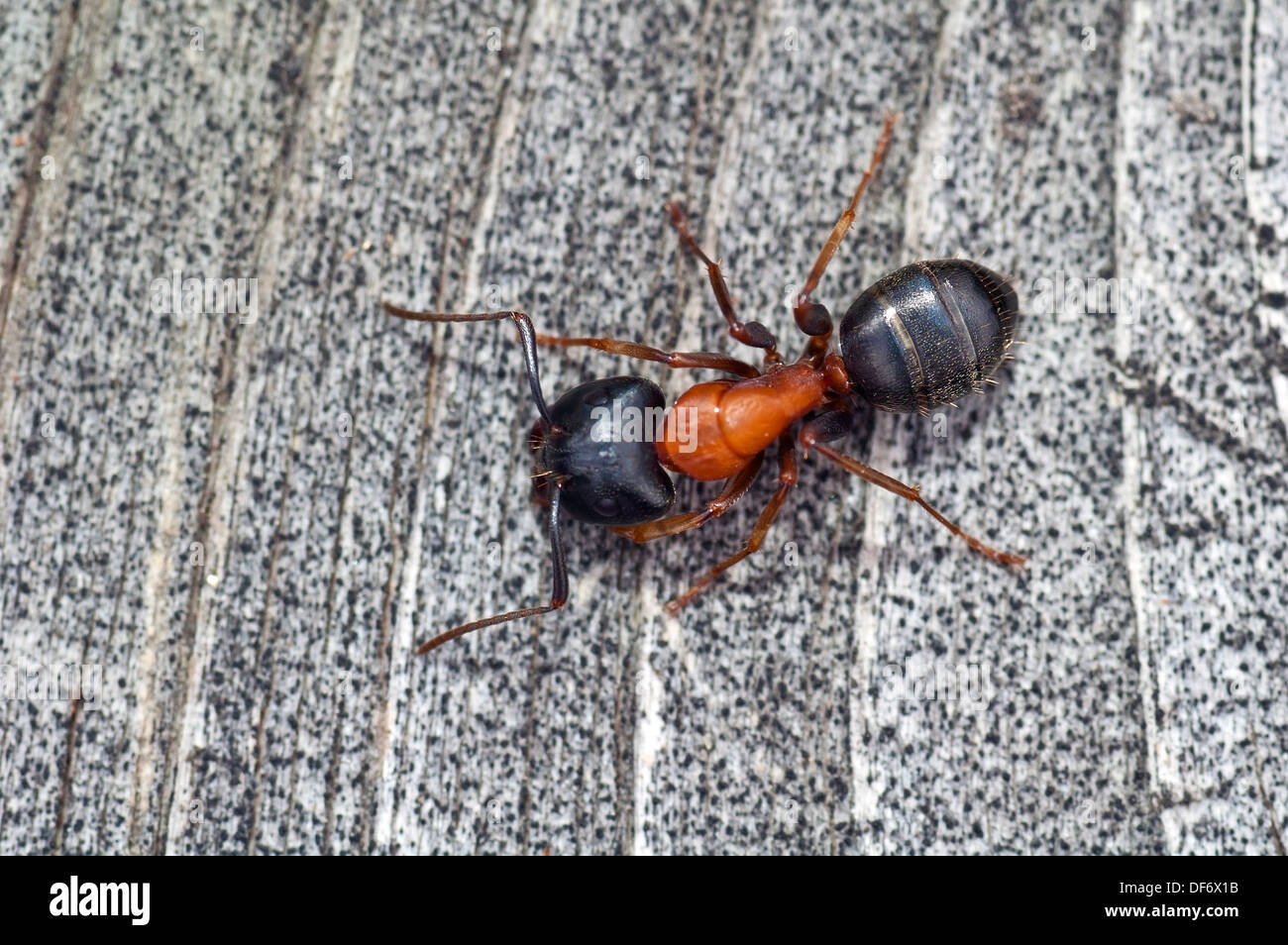 Ant, nero colore arancione Foto Stock