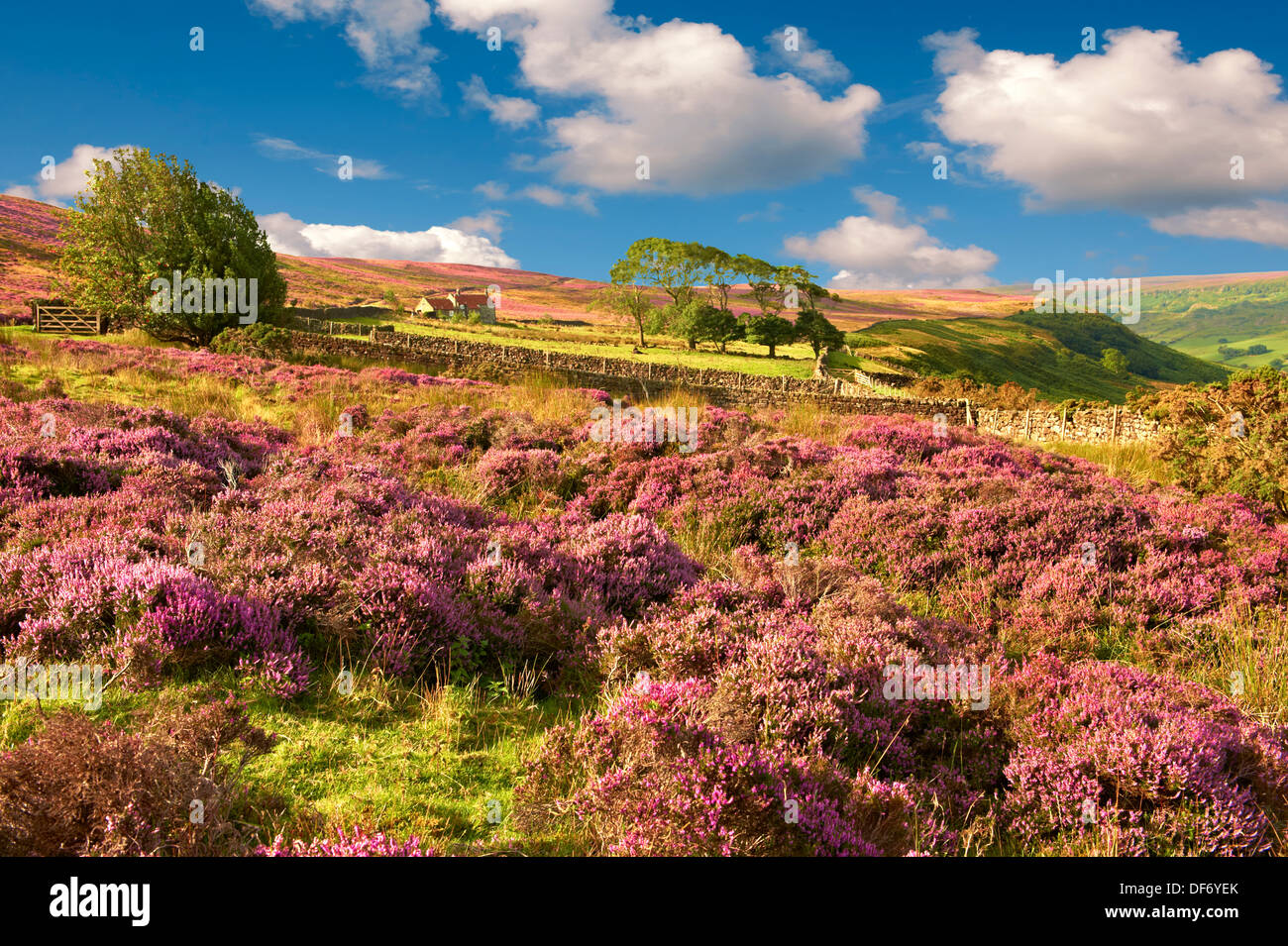 Heather blooming sul Fryup Dale moor. North Yorks National Park, North Yorkshire, Inghilterra Foto Stock